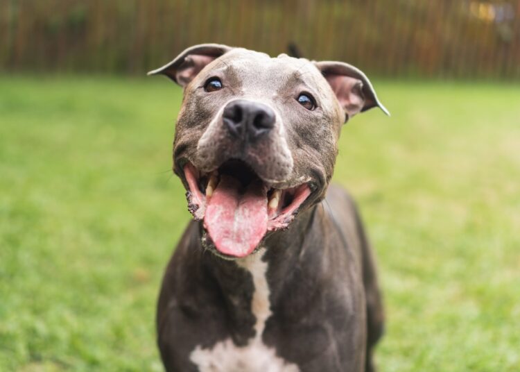 Tendências: descubra os nomes de cachorro favoritos em 2025