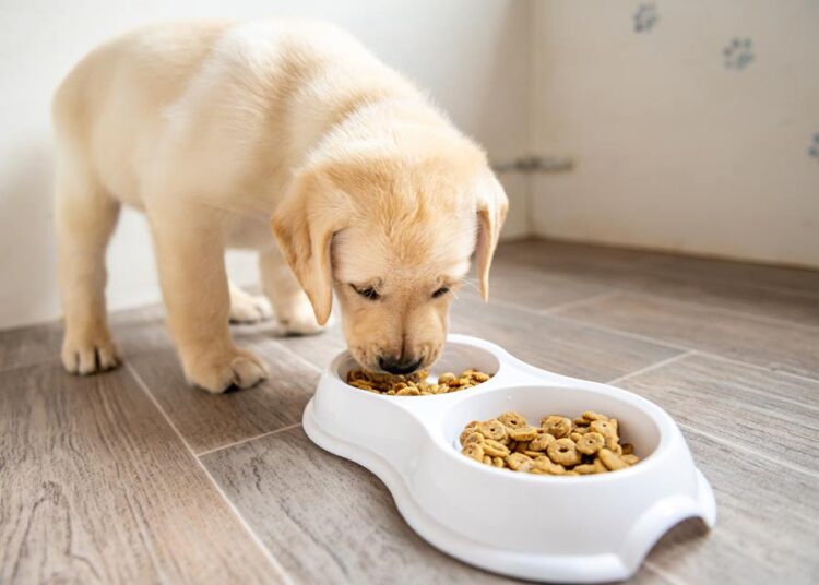 Tutores buscam alimentos com ingredientes naturais para cães e gatos