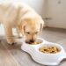 Tutores buscam alimentos com ingredientes naturais para cães e gatos