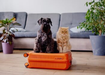 Vai se mudar com seu pet? Veterinária explica cuidados necessários