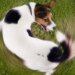 Vamos passear? Como curtir espaços públicos em segurança com seu pet