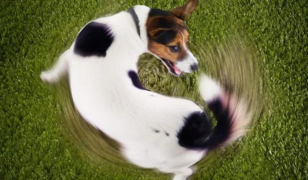 Vamos passear? Como curtir espaços públicos em segurança com seu pet