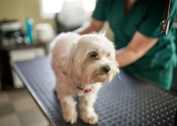 Veja quais glândulas podem causar cheiro forte e incômodo nos cães