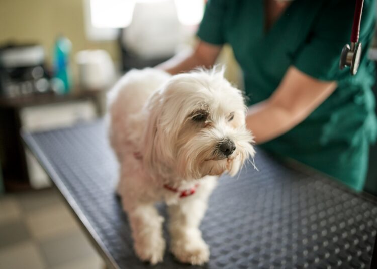 Veja quais glândulas podem causar cheiro forte e incômodo nos cães