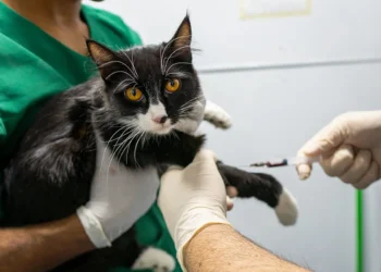 No momento, você está visualizando VetMóvel oferece atendimento veterinário gratuito no Novo Maracanaú