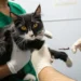 No momento, você está visualizando VetMóvel oferece atendimento veterinário gratuito no Novo Maracanaú