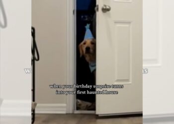 Vídeo: cachorro reage a presente de aniversário e surpreende tutor
