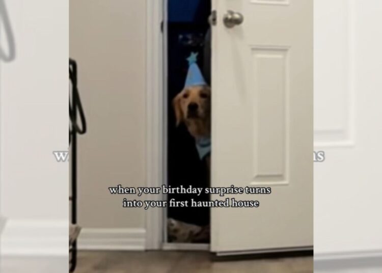 Vídeo: cachorro reage a presente de aniversário e surpreende tutor