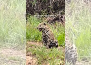 Vídeo de onça-pintada chamando pelo filhote viraliza; assista
