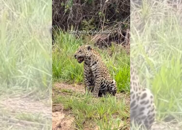 Vídeo de onça-pintada chamando pelo filhote viraliza; assista