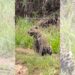 Vídeo de onça-pintada chamando pelo filhote viraliza; assista