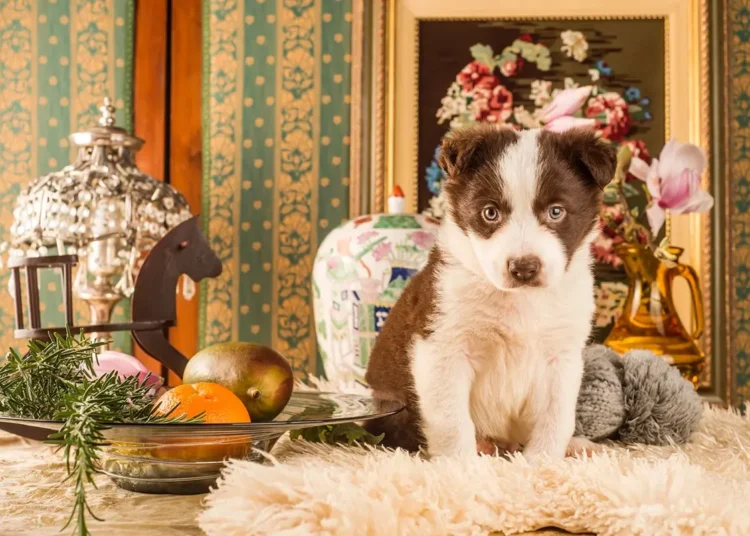 Luxo pet-friendly: imóveis de alto padrão em São Paulo tornam espaços para cães e gatos item obrigatório