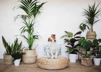 5 espécies ideais para quem é “pai de pet” e de planta ao mesmo tempo