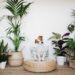 5 espécies ideais para quem é “pai de pet” e de planta ao mesmo tempo