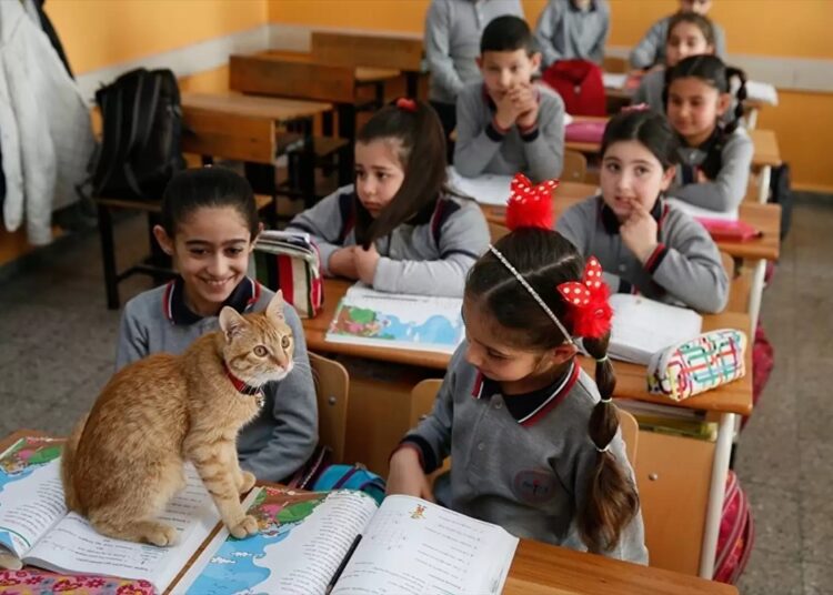 Aluno de 4 patas: gato invade sala de aula e decide ficar de vez