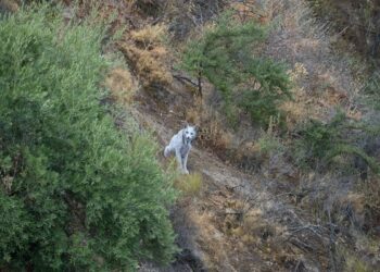 Animal extremamente raro é flagrado por fotógrafo amador; veja foto