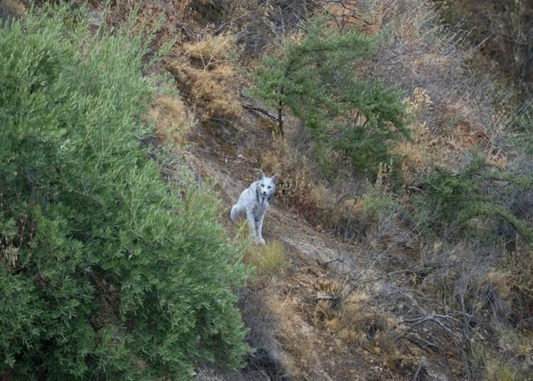 Animal extremamente raro é flagrado por fotógrafo amador; veja foto