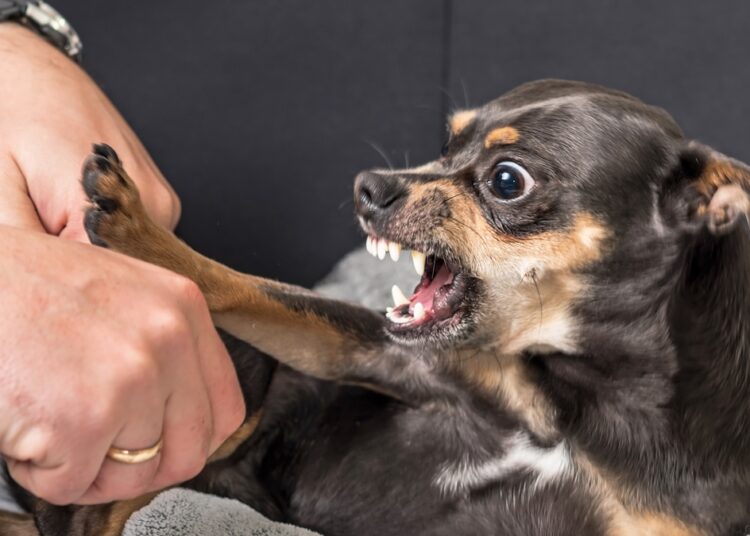 Baixinho e bravo: saiba por que cachorros pequenos vivem sob estresse