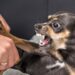 Baixinho e bravo: saiba por que cachorros pequenos vivem sob estresse