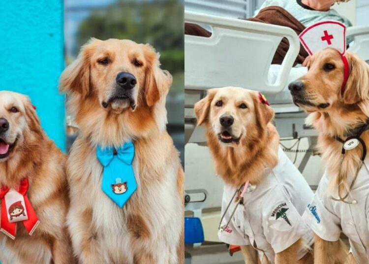 Cachorros terapeutas levam amor para casas de acolhimento e hospitais