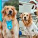 Cachorros terapeutas levam amor para casas de acolhimento e hospitais