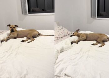 Cadela resgatada viraliza com rotina de sono de princesa