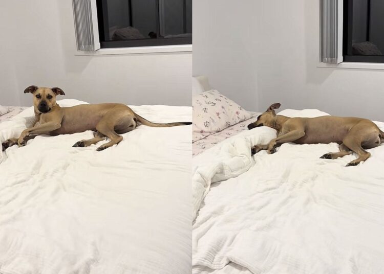 Cadela resgatada viraliza com rotina de sono de princesa