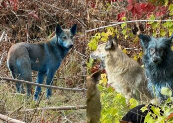 Cães azuis? Descubra o motivo por trás do mistério em Chernobyl