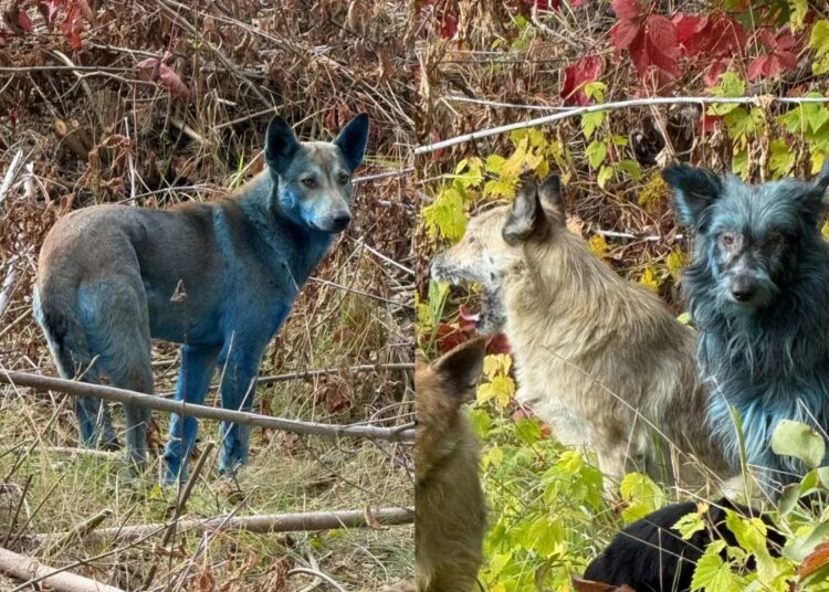 Cães azuis? Descubra o motivo por trás do mistério em Chernobyl