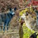 Cães azuis? Descubra o motivo por trás do mistério em Chernobyl