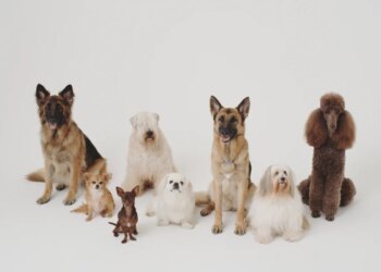 Cães já tinham formatos variados há milhares de anos, revela estudo