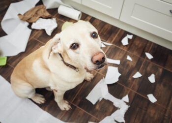 Cães podem ter TDAH? Descubra o que diz um estudo sobre o tema