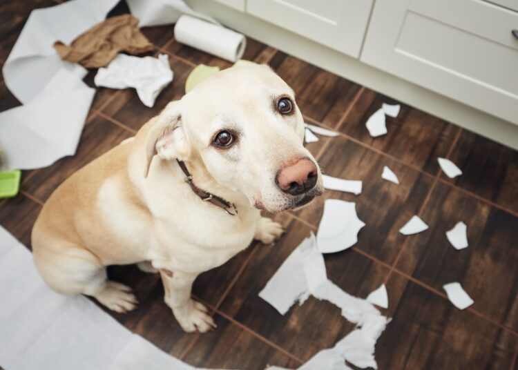 Cães podem ter TDAH? Descubra o que diz um estudo sobre o tema