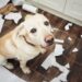 Cães podem ter TDAH? Descubra o que diz um estudo sobre o tema