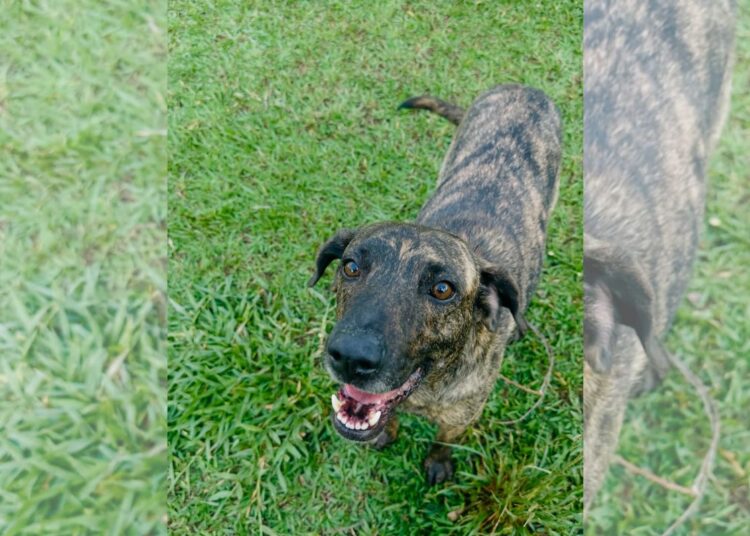 Cão foge de casa e anda 12 km até encontrar um novo destino