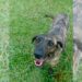 Cão foge de casa e anda 12 km até encontrar um novo destino