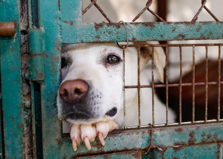 Cão idoso vive reviravolta depois de passar 12 anos preso em gaiola