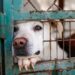 Cão idoso vive reviravolta depois de passar 12 anos preso em gaiola
