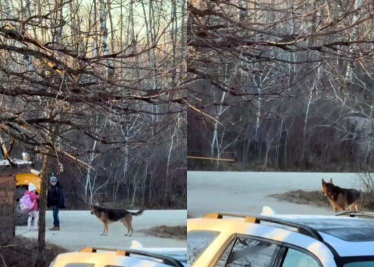 Cão protetor viraliza por hábito cuidadoso com as crianças da família