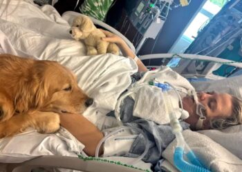 Cão visita tutora em coma induzido e causa mudança surpreendente