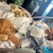 Cão visita tutora em coma induzido e causa mudança surpreendente