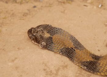 Cobra invade casa, assusta moradores e dá trabalho durante o resgate