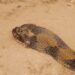 Cobra invade casa, assusta moradores e dá trabalho durante o resgate