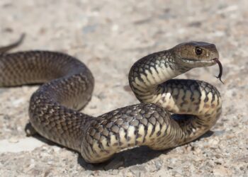Cobras em casa: veja as espécies mais comuns e como agir com segurança
