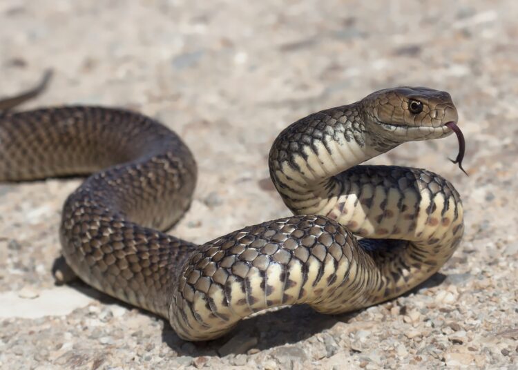 Cobras em casa: veja as espécies mais comuns e como agir com segurança