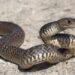 Cobras em casa: veja as espécies mais comuns e como agir com segurança