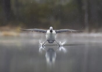 Comédia animal: confira as fotos mais engraçadas da vida selvagem