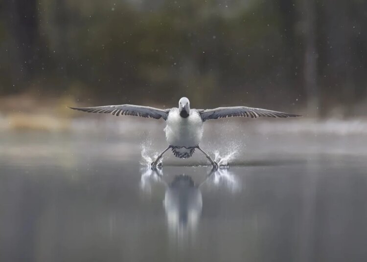 Comédia animal: confira as fotos mais engraçadas da vida selvagem
