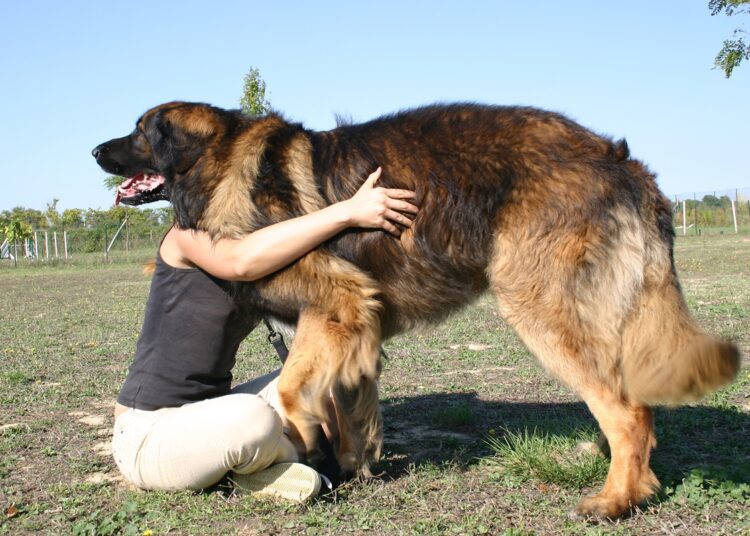 Conheça 5 raças de cachorros gigantes que impressionam pelo tamanho