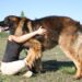 Conheça 5 raças de cachorros gigantes que impressionam pelo tamanho